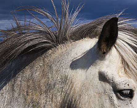冰岛马,灰色,外套,鬃毛