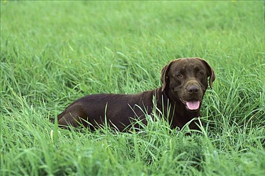 巧克力拉布拉多犬,狗,成年,肖像,倚靠,草场