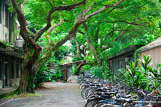 大学校园里脚踏车停车场停放着许多自行车