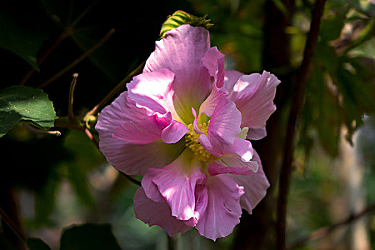 美丽的芙蓉花,木芙蓉,拒霜花,木莲,地芙蓉,华木