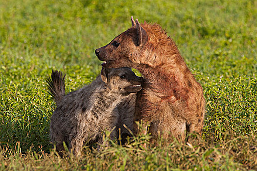 斑鬣狗,恩戈罗恩戈罗,保护区,坦桑尼亚