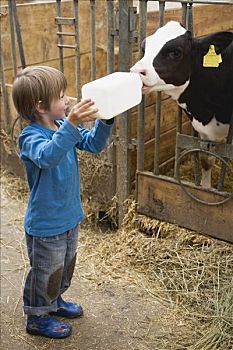 小,男孩,喂食,幼兽,喂奶,瓶子