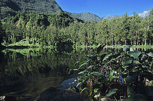 留尼汪岛,鸡