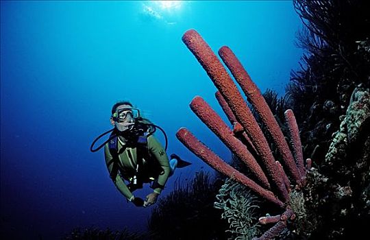 潜水者,发现,薰衣草,海绵,瓜德罗普,加勒比海,水下