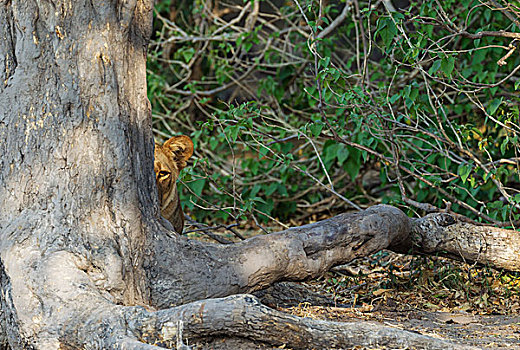 狮子,雌性,树影,看,环境,乔贝国家公园,博茨瓦纳,非洲