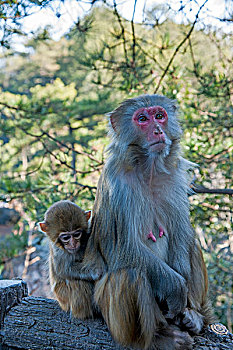 湖南张家界国家森林公园黄石寨猕猴