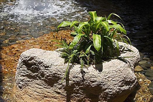 植物,石头,坎昆,墨西哥