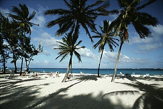 游客,风景,放松,异域风情,海滩,巴巴多斯