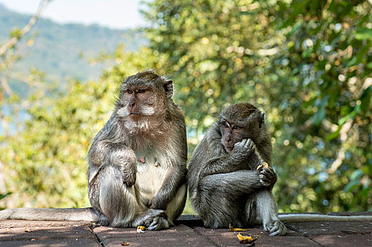 两个,短尾猿,食蟹猴,巴厘岛,印度尼西亚,亚洲