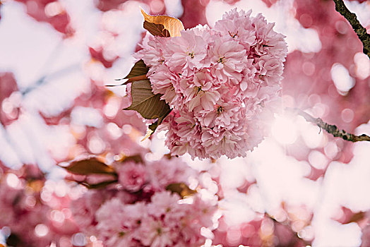 线条,花,樱桃树,四月