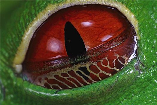 红眼树蛙,金色,皮,局部,伦敦眼,盖子,青蛙,保护色