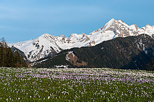花,藏红花,番红花属,山,后面,提洛尔,奥地利,欧洲