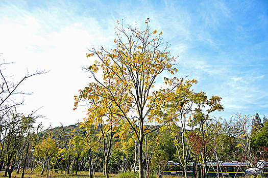 杭州白塔公园秋景