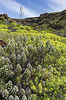 山坡,特色,有花灌木,靠近,圣露西亚,大加那利岛,加纳利群岛,西班牙,欧洲