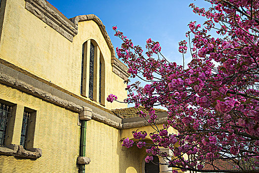 樱花盛开的教堂