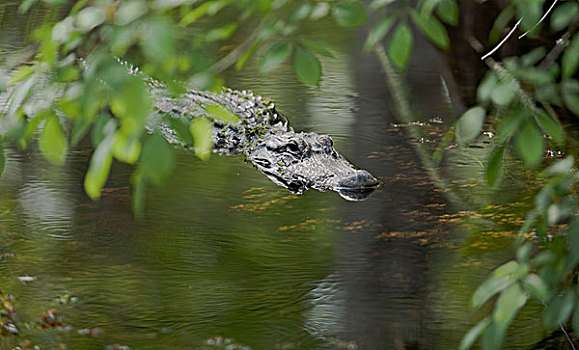 鳄鱼,表面,湿地,游泳池,树林,佛罗里达,美国