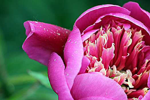 芍药,春天,开花,艳丽,花蕊,娇美,新鲜,花朵,0