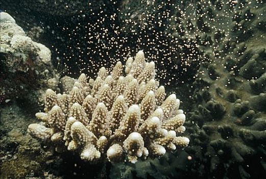 石头,珊瑚,生物群,捆,大量,产卵,大堡礁,昆士兰,澳大利亚