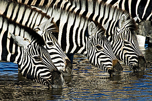 斑马,马,水坑,埃托沙国家公园,纳米比亚,非洲