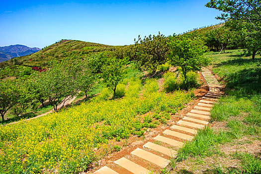 绿草,道路,小路