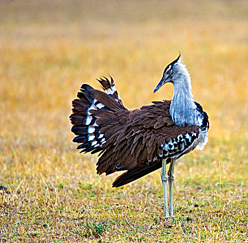 肯尼亚,灰颈鹭鸨,鸟,站立,地点