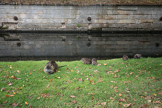 德国小镇公园湖边,草坪上的野生土拨鼠