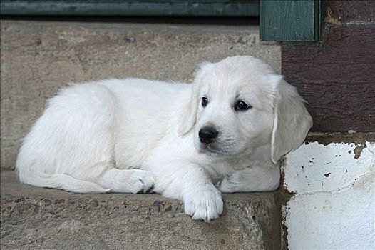 金毛猎犬,小狗,卧,楼梯