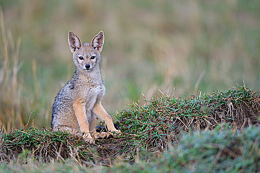 黑背狐狼,黑背豺,幼仔,好奇,马赛马拉,肯尼亚,非洲
