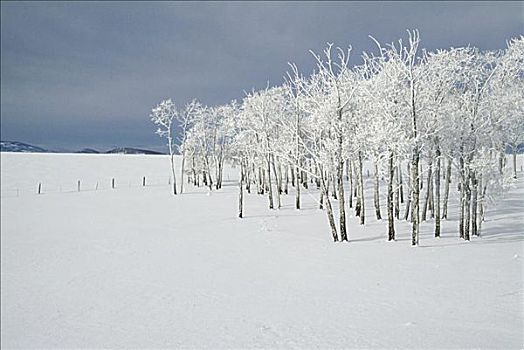 树,积雪,风景