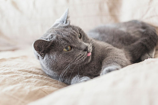 一只灰色的短毛蓝猫在沙发上吐着舌头