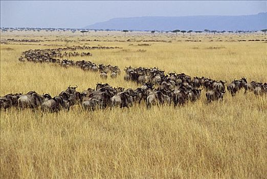 蓝角马,角马,牧群,迁徙,塞伦盖蒂,马赛马拉国家保护区,肯尼亚
