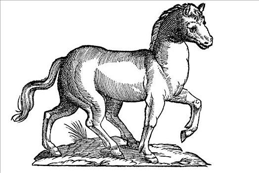 木刻,马,五个,腿,1642年,文艺复兴