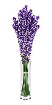 紫色,花,玻璃花瓶,隔绝,白色背景,背景,插画