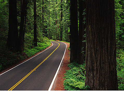 道路,树,红杉,州立公园,加利福尼亚,美国