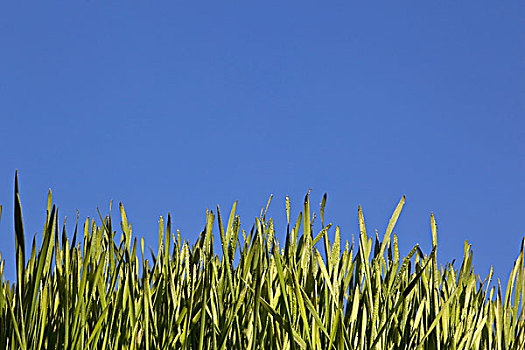 青草,蓝天,艾伯塔省,加拿大