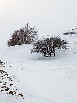 杨树背雪原