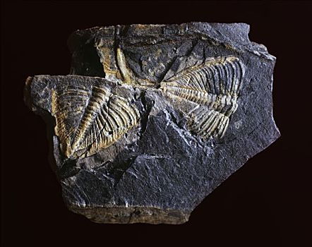 三叶虫,化石,时期,西班牙