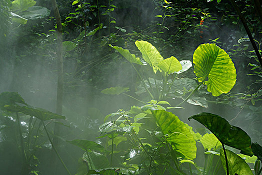 植物,热带雨林