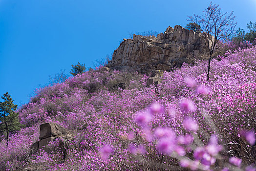 青岛大珠山杜鹃花