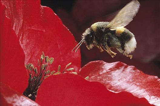 大黄蜂,熊蜂,降落,红花,收集,花粉,欧洲