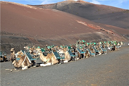骆驼,蒂玛法雅国家公园,等待,旅游,引导