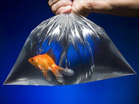 塑料袋,金鱼