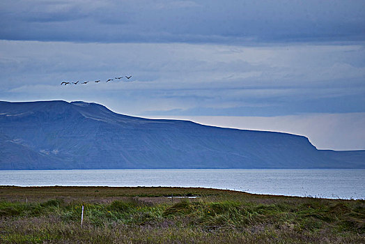 北方,冰岛,海岸,鸟,飞翔,上方,湾