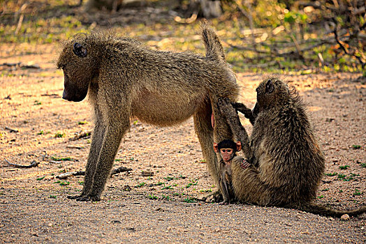 南非大狒狒,豚尾狒狒,成年,雄性,两个,幼兽,交际,行为,外套,放松,一起,猴子,灵长类,克鲁格国家公园,南非,非洲