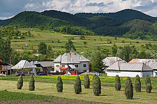 罗马尼亚,马拉穆列什,区域,乡村,风景,干草堆