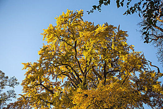 北京龙泉寺千年银杏树金黄色的叶子