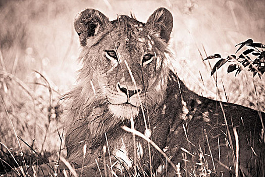 雌狮,肯尼亚