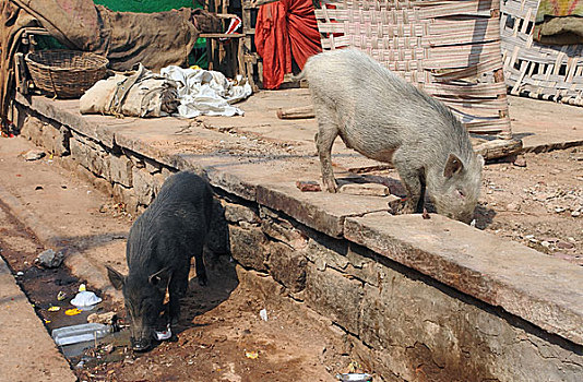 猪,印度