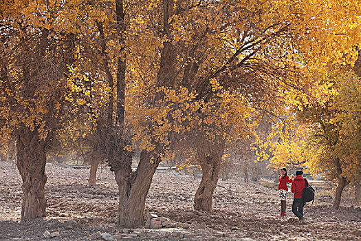 新疆,胡杨,秋色,森林,生态