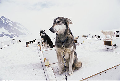 阿拉斯加雪橇犬图片